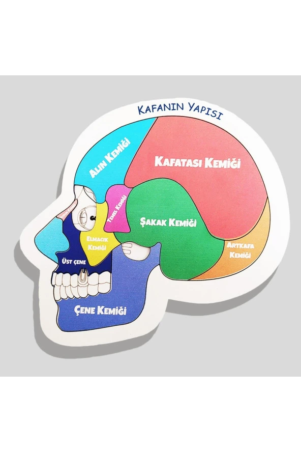 Moon Beavers Kafanın Yapısı Eğitici Öğretici Geliştirici Ahşap Sağlıklı Oyuncak 20x20 Cm ürün görseli 1