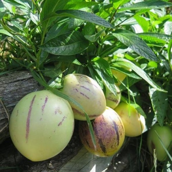 2 ADET Tüplü Salkım Meyveli Pepino Fidanı Yaş 1 Boy 45-65cm ürün görseli 1