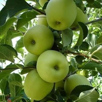 5 Yaş, Aşılı Elma Fidanı GOLDEN REİNDERS, Torbada, +120 Cm ürün görseli 1