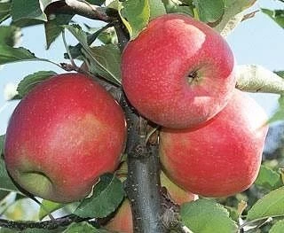 5 Yaş, Aşılı Elma Fidanı PINK LADY, Torbada, +120 Cm ürün görseli 1
