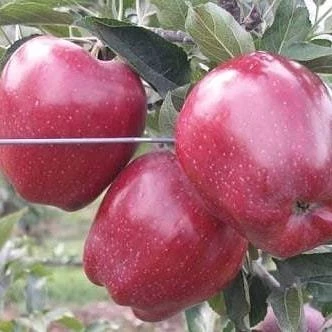 5 Yaş, Aşılı Elma Fidanı RED CHIEF, Torbada ürün görseli 1