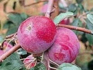 5 Yaş, Aşılı Elma Fidanı RED STAR, Torbada, +120 Cm ürün görseli 1