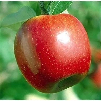 5 Yaş, Aşılı Elma Fidanı SUMMER RED, Torbada, +120 Cm ürün görseli 1