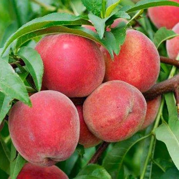 Aşılı Şeftali Fidanı BİG RED, Torbada ürün görseli 1