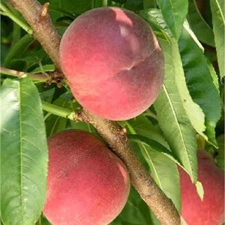 3 Yaş Aşılı Şeftali Fidanı SPRİNG GRASS, Torbada ürün görseli 1
