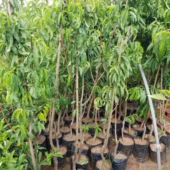 3 Yaş Aşılı Şeftali Fidanı RUBY RİCH, Torbada - Resim 3