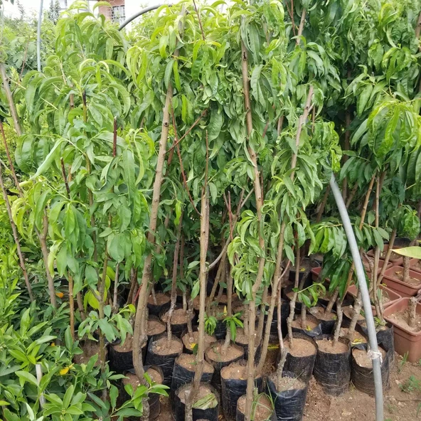 3 Yaş Aşılı Şeftali Fidanı RUBY RİCH, Torbada - Resim 2