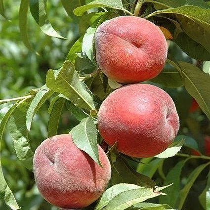 3 Yaş Aşılı Şeftali Fidanı RUBY RİCH, Torbada ürün görseli 1