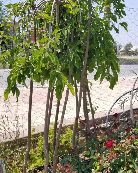 TERS DUT (PARAŞÜT-140 cm ve üzeri) ürün görseli 1