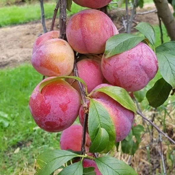 4 Yaş, Aşılı AUTUMN GİANT Erik Fidanı, Torbada ürün görseli 1