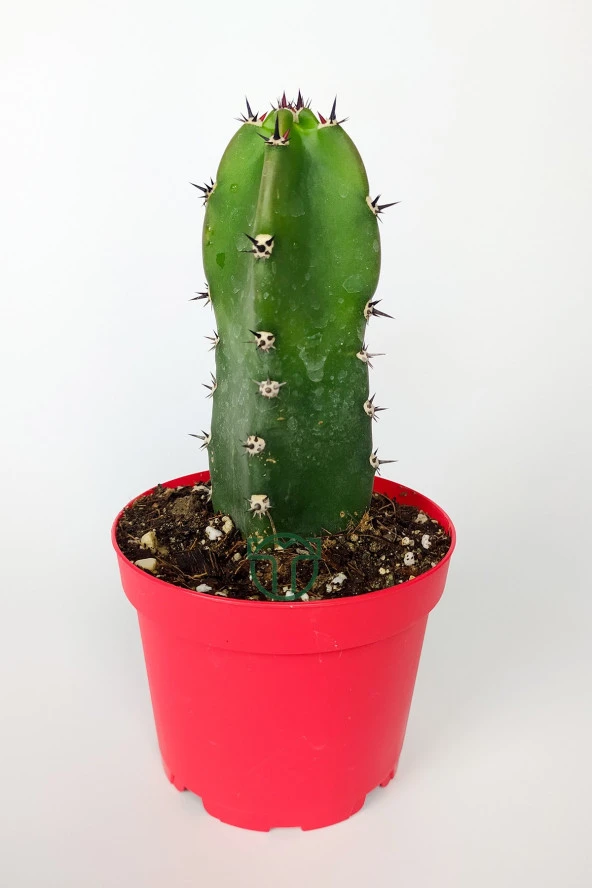 Jusperti Aşı Altı Kaktüs 8.5 cm Kırmızı Saksıda ürün görseli 1