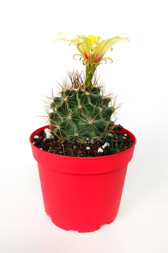 Thelocactus Ideas - Sari Çicekli Kaktüs - Hamato - 8.5 cm Kırmızı Saksıda ürün görseli 1