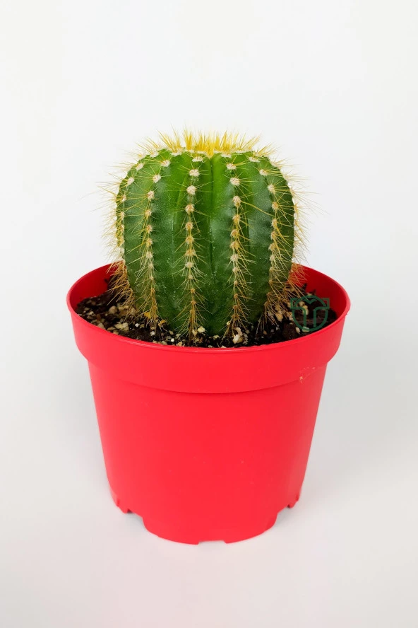 Notocactus Leninghausii Golden Ball Kaktüs 8.5 cm Kırmızı Saksıda Büyük Boy Kaktüs ürün görseli 1