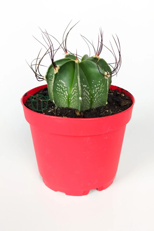 Astrophytum Capricorne beyaz benekli özel tür kaktüs keçi boynuzu kaktüsü 8.5 cm kırmızı saksıda  ürün görseli 1