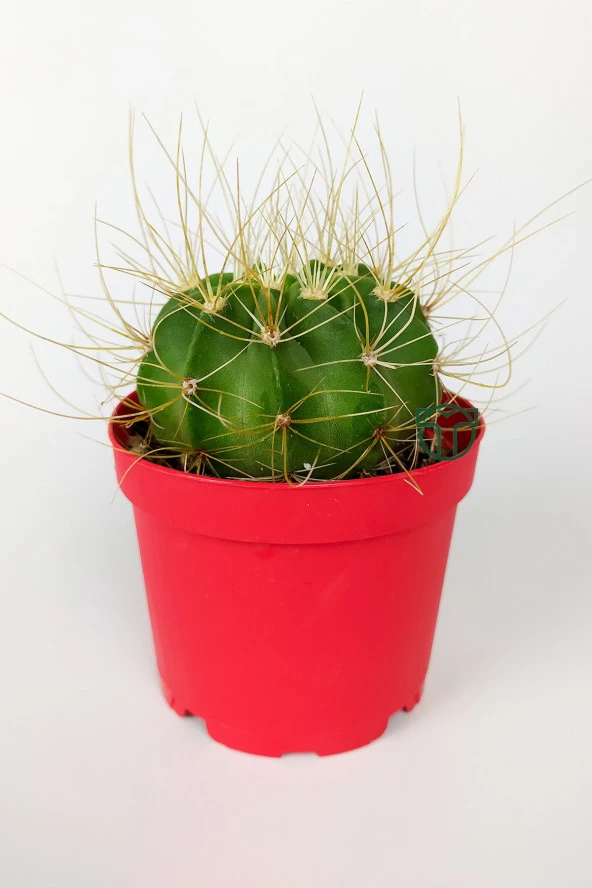 Echinopsis Aurea Özel Tür Kaktüs Büyük Boy Uzun Sarı Dikenli 8.5 cm Kırmızı Saksıda  ürün görseli 1