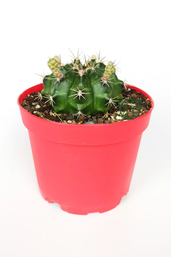 Gymnocalycium Mihanovichii beyaz çiçek veren kaktüs büyük boy 8.5 cm kırmızı saksıda  ürün görseli 1