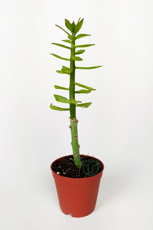 Pereskiopsis Spathulata aşı kök bitkisi sarı çiçek veren kaktüs 5.5 cm saksıda  ürün görseli 1