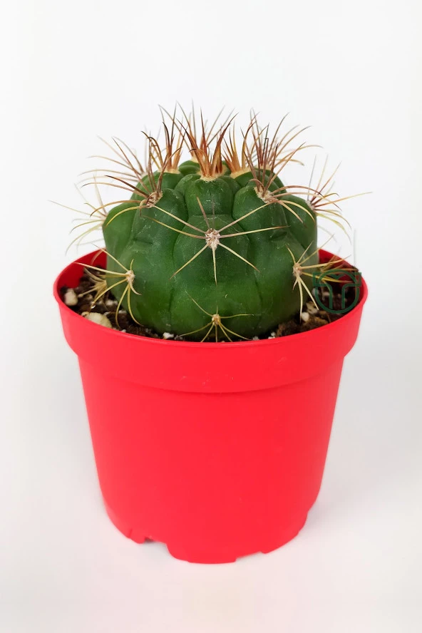 Gymnocalycium Marquezii Kaktüs Büyük Boy 8.5 cm Kırmızı Saksıda ürün görseli 1