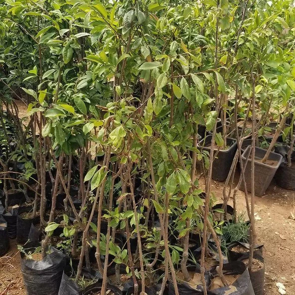 4 Yaş, Aşılı Yeşil CAN Erik Fidanı, Torbada ürün görseli 1
