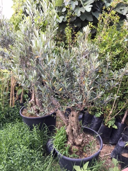 25-30  YAŞ  65 LT SAKSIDA BODUR GEMLİK ZEYTİN AĞACI GÖVDE ÇAPI 50-80 CM (BOY 100-120 CM) ürün görseli 1