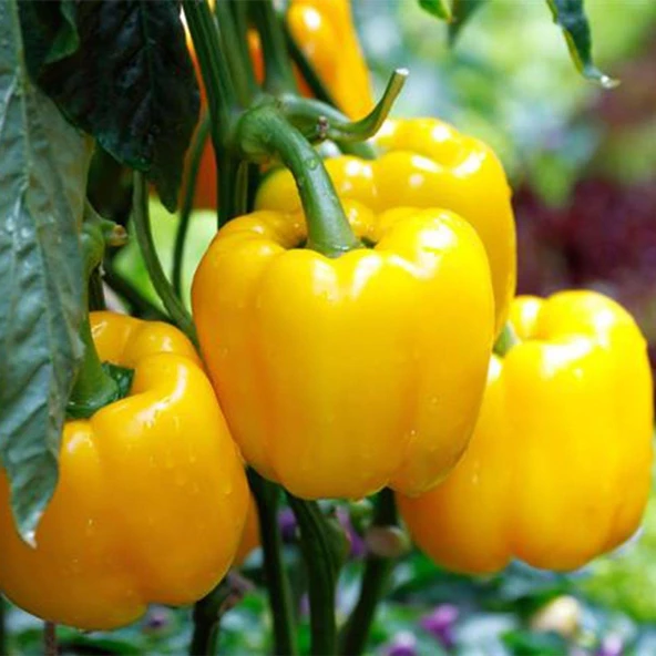 Sarı Dolma Biber Tohumu 10 gr Paket ürün görseli 1