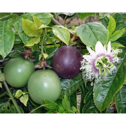 TÜPLÜ MOR PASSİFLORA FİDANI YAŞ 2 BOY 130-150 ürün görseli 1
