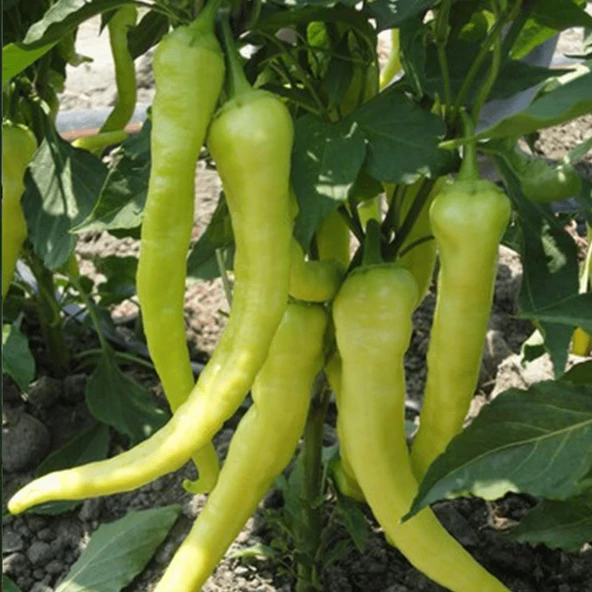 Çorbacı Tatlı Sarı Sivri Biber Tohumu 5 gr Paket ürün görseli 1