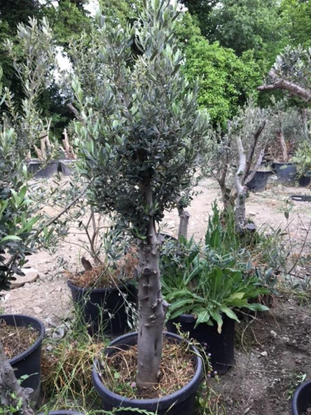10-15 yaş Gemlik Zeytin Ağacı boy 120-150 cm ürün görseli 1
