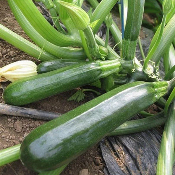 Siyah (Kara) Kabak Tohumu 10 gr Paket ürün görseli 1