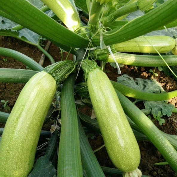 Beyaz Kabak Tohumu 10 gr Paket ürün görseli 1