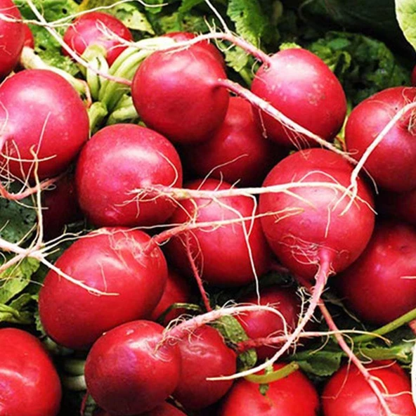 Kırmızı İri Turp Tohumu 10 gr Paket ürün görseli 1