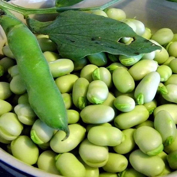 Kılçıksız Bakla Tohumu 25 gr Paket ürün görseli 1