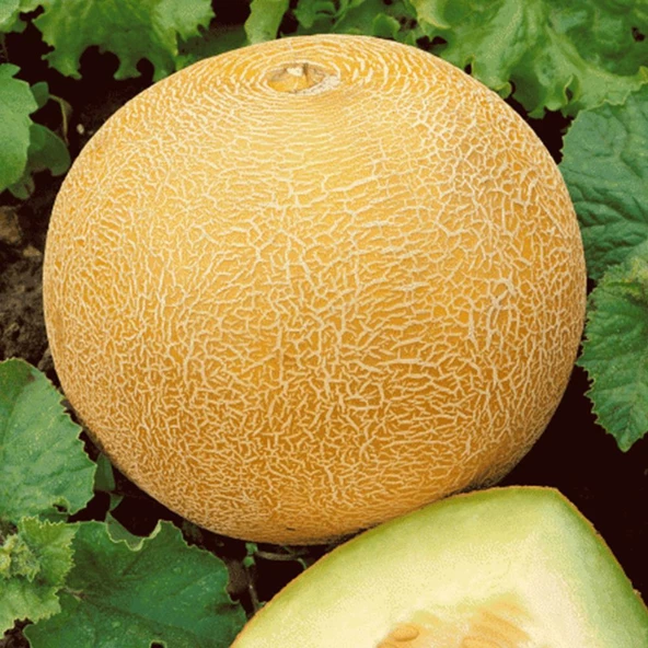 Ananas Kavun Tohumu 10 gr Paket ürün görseli 1