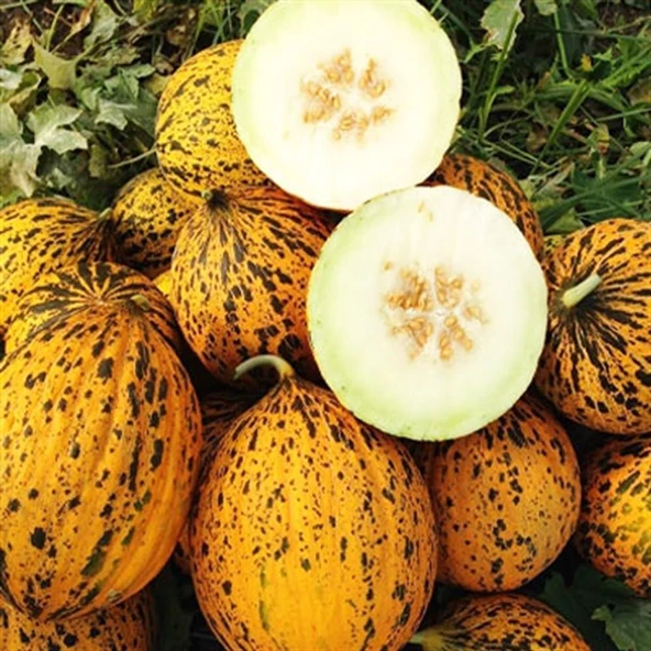 Kırkağaç Kavun (637) Tohumu 10 gr Paket ürün görseli 1