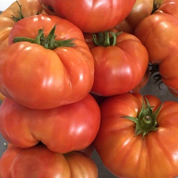 Köy Domatesi Tohumu 2 gr Paket ürün görseli 1