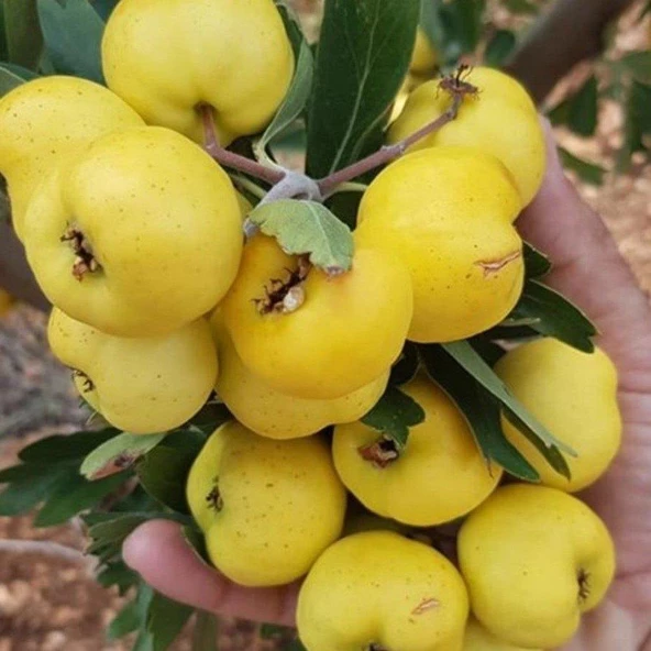 İri Meyveli Aşılı Sarı BELEN Alıç Fidanı, Tüplü ürün görseli 1