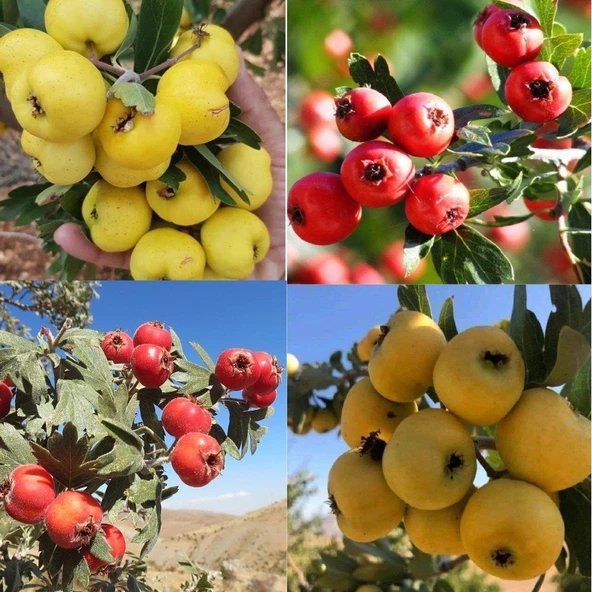 2 Adet İri Meyveli Aşılı Alıç Fidanı, Tüplü (Kırmızı ve Sarı) ürün görseli 1