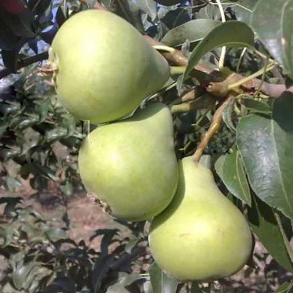 Tüplü, Aşılı, Erkenci KARAHÜSEYİN Armut Fidanı ürün görseli 1