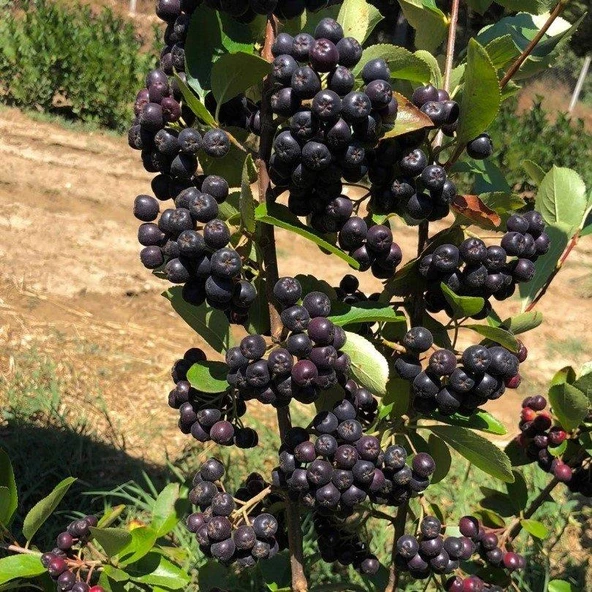 Nero Cinsi Siyah Aronya Chokeberry Fidanı ürün görseli 1