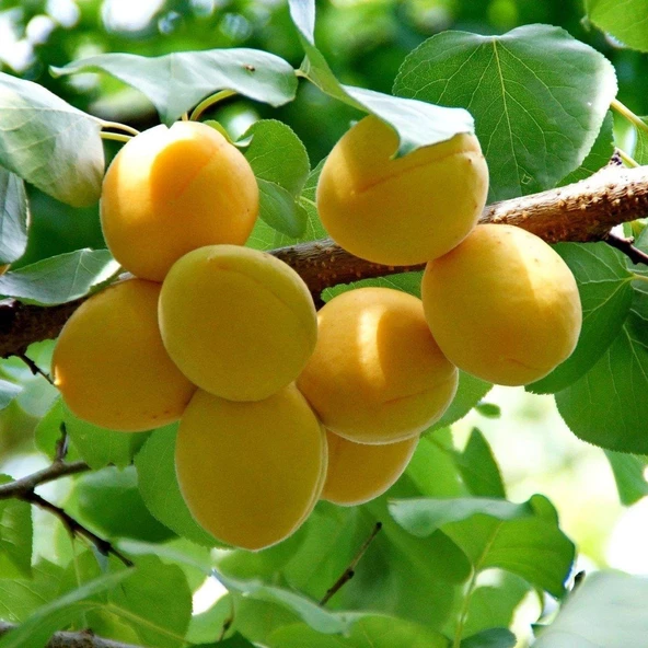Tüplü Aşılı Ninfa Cinsi Kayısı Fidanı +80cm ürün görseli 1