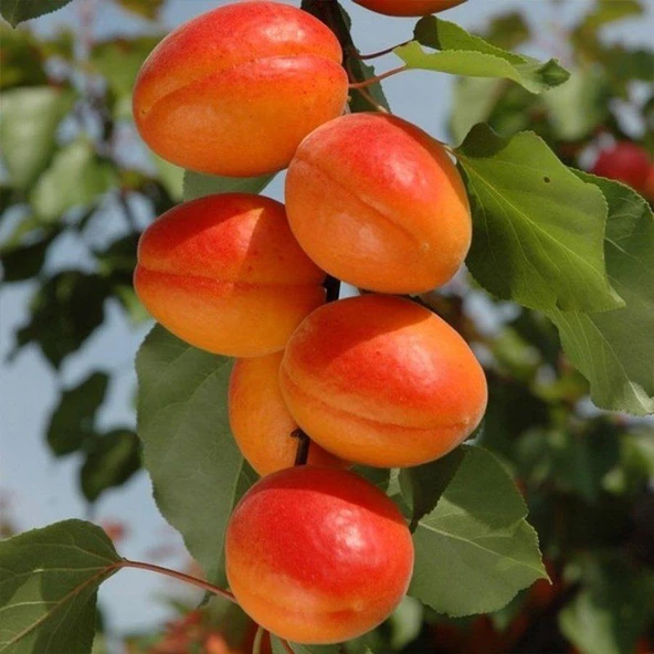 Tüplü Aşılı Aldeniz Perfect Red Cinsi Kayısı Fidanı +80cm ürün görseli 1