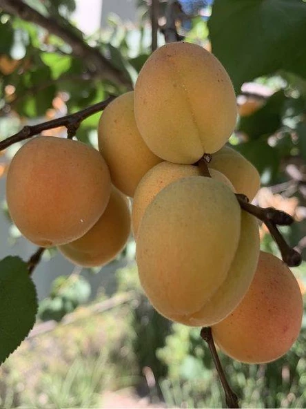 Tüplü Aşılı Proyma Cinsi Kayısı Fidanı +80cm ürün görseli 1