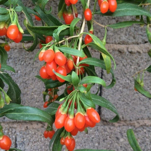 Princess Tao Goji Berry Kurt Üzümü Fidanı ürün görseli 1