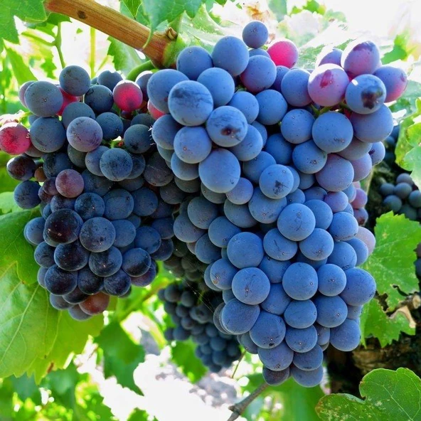 Grenache Cinsi Üzüm Fidanı ürün görseli 1
