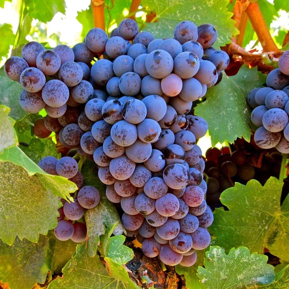 Grenache Cinsi Üzüm Fidanı - Resim 2