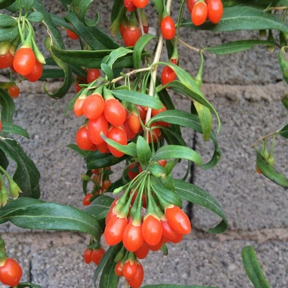 Princess Tao Goji Berry Kurt Üzümü Fidanı ürün görseli 1