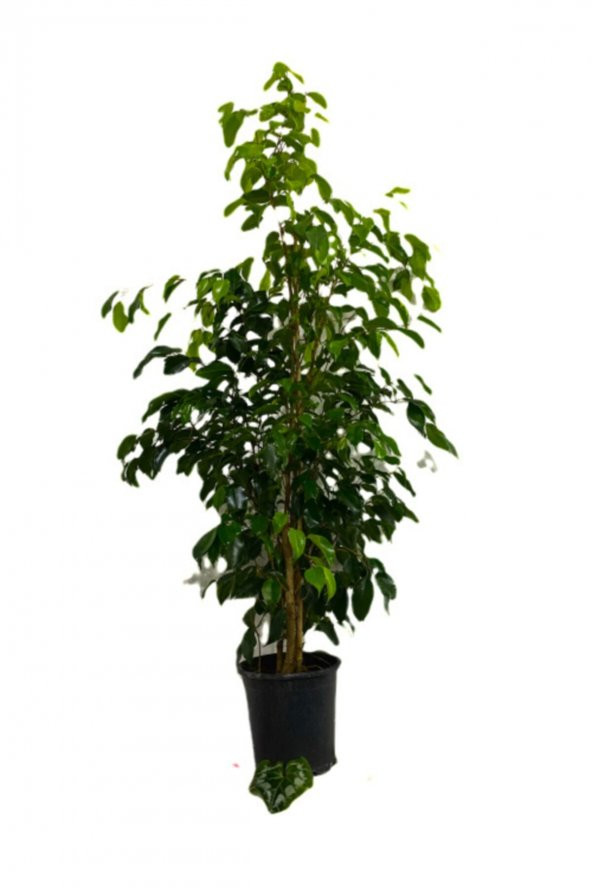 FİCUS BENJAMİNA-BENJAMİN BİTKİSİ 110-130 cm ürün görseli 1
