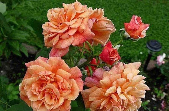 Tüplü Yediveren Kokulu Kayısı Tonlarında Aloha Rose Sarmaşık Gül Fidanı ürün görseli 1