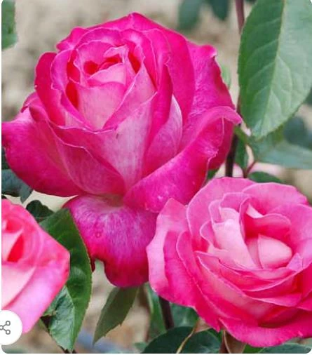 Tüplü Aşılı Rose Dot Pembe Beyaz Yediveren Kokulu Gül Fidanı ürün görseli 1
