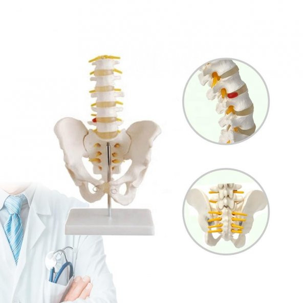 Omurga Pelvis Maketi Model 25 ürün görseli 1